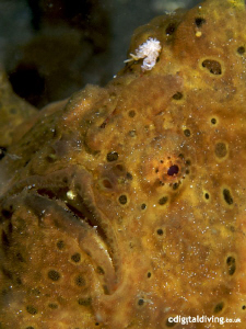 Laid back Painted Frogfish portrait by David Henshaw 